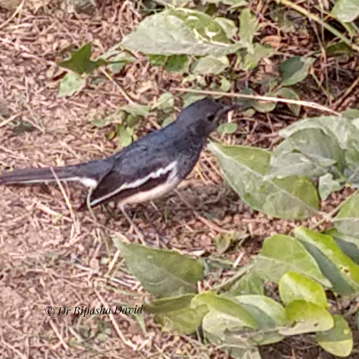 シキチョウ - ML646876192