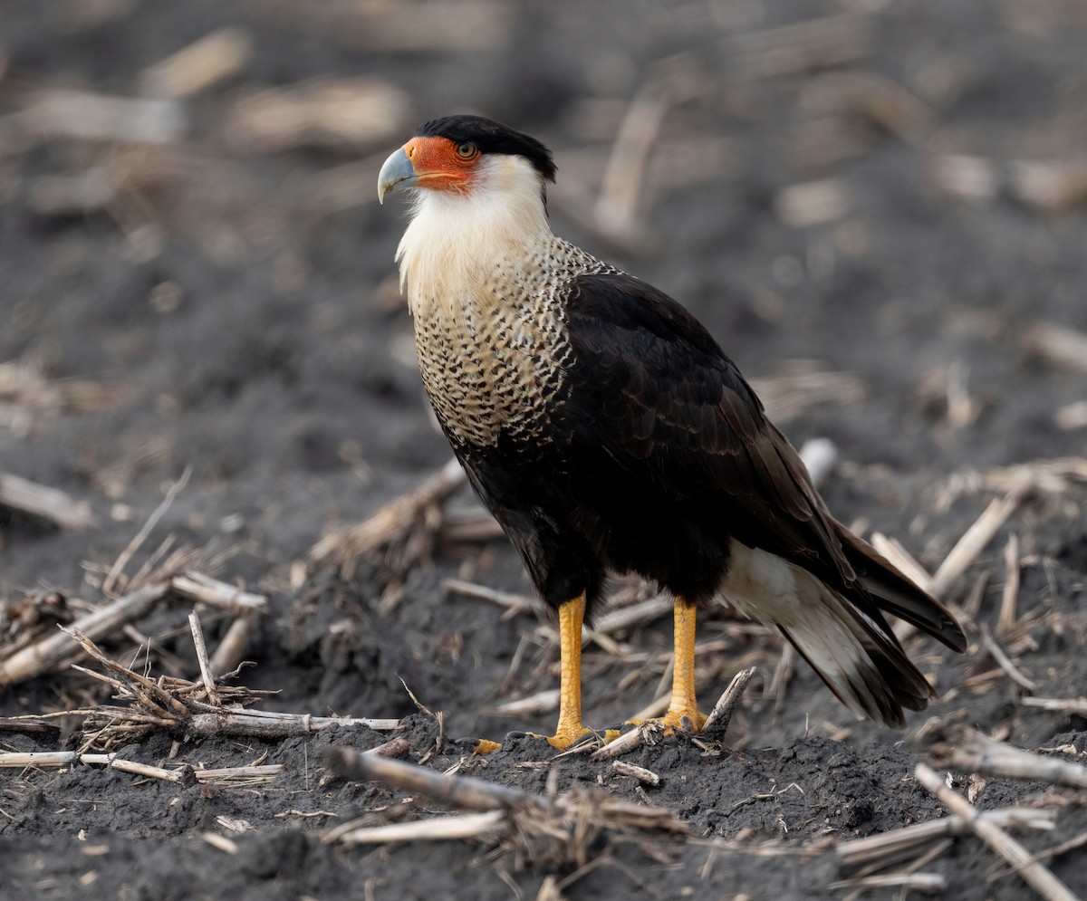 Crested Caracara - ML646876194