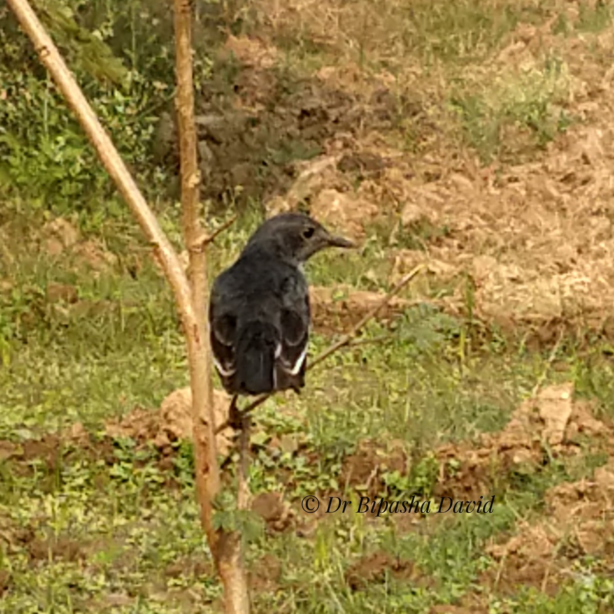 シキチョウ - ML646876195