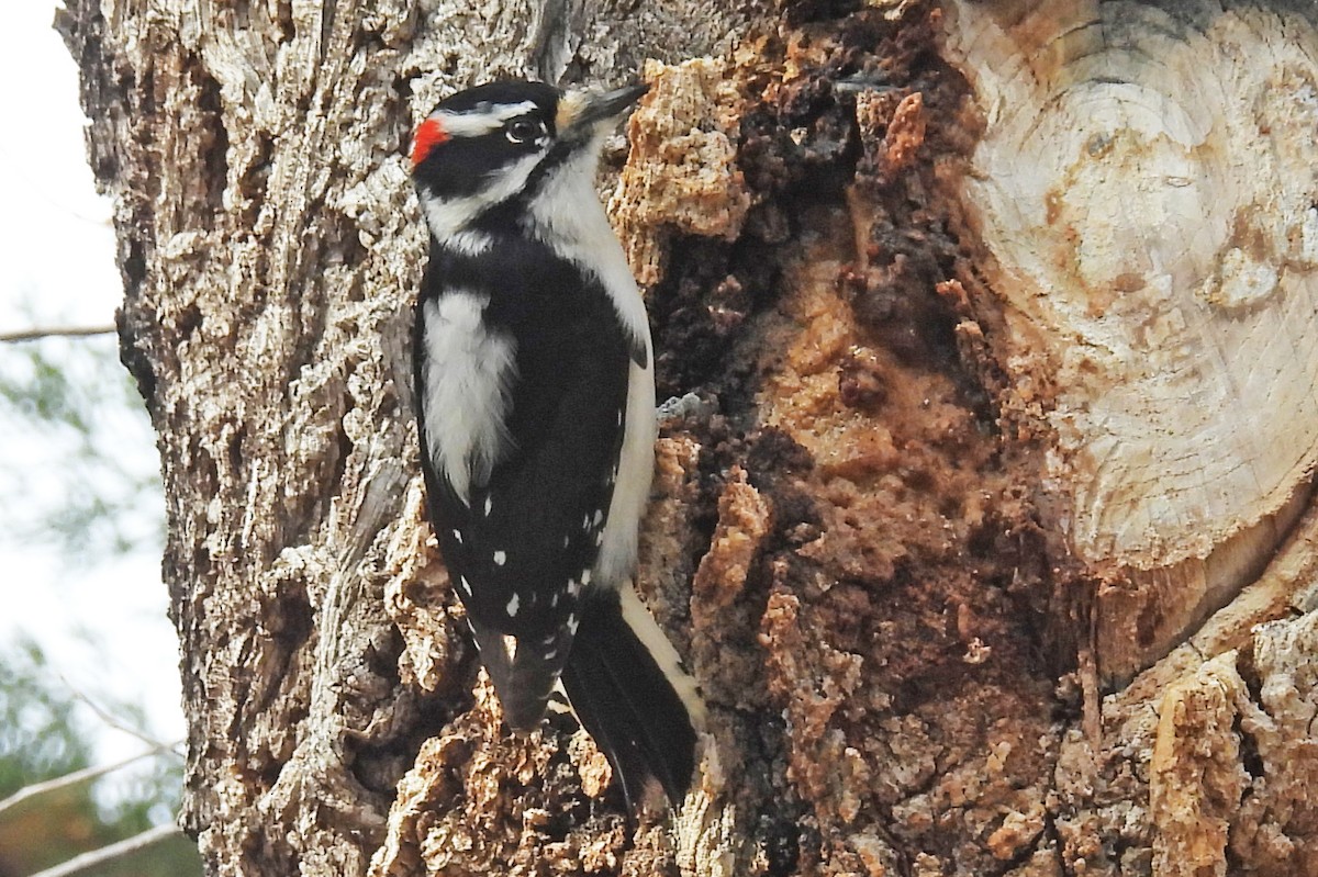 dunspett (leucurus/glacialis) - ML646876200