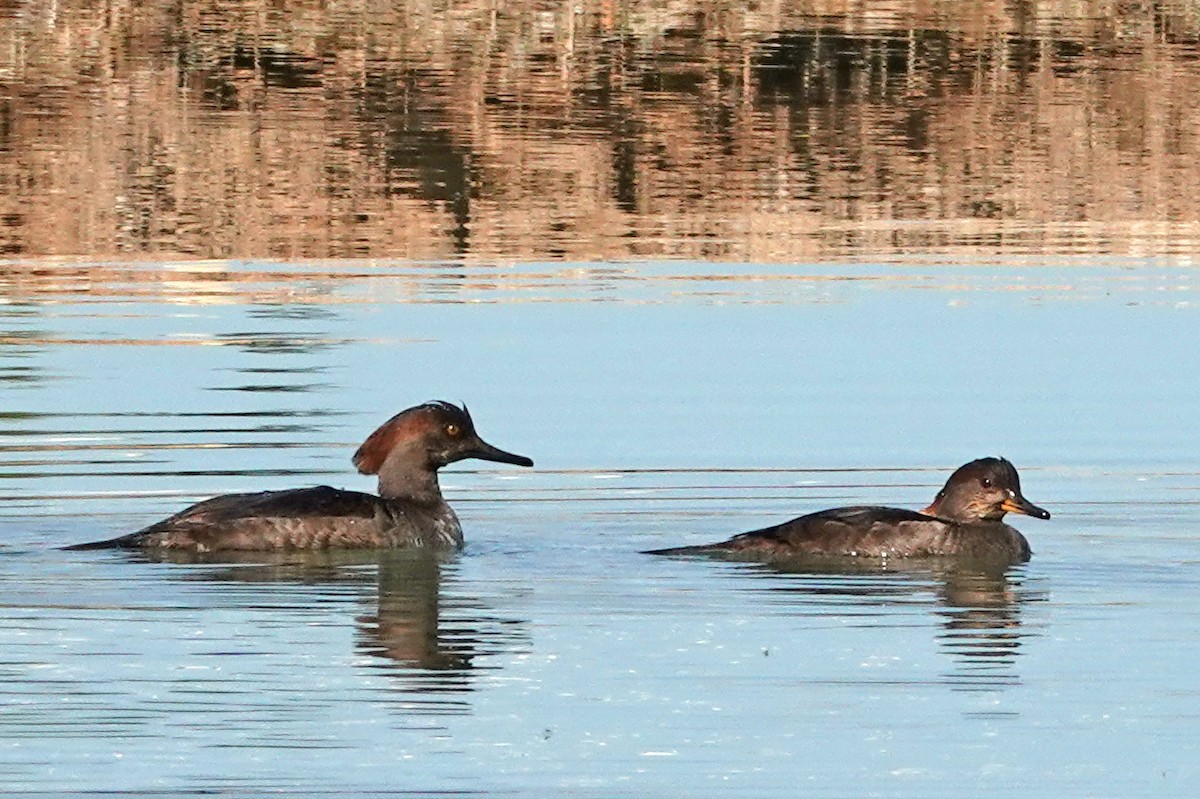 Smergo dal cappuccio - ML646876202