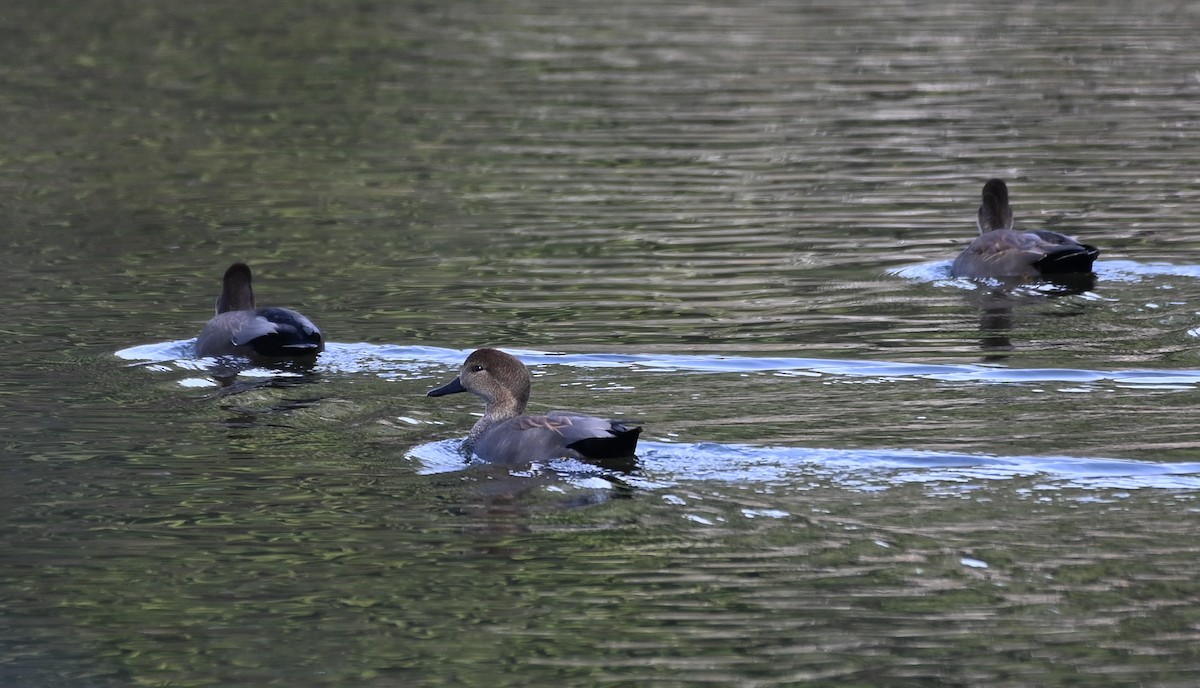 Серая утка - ML646876203