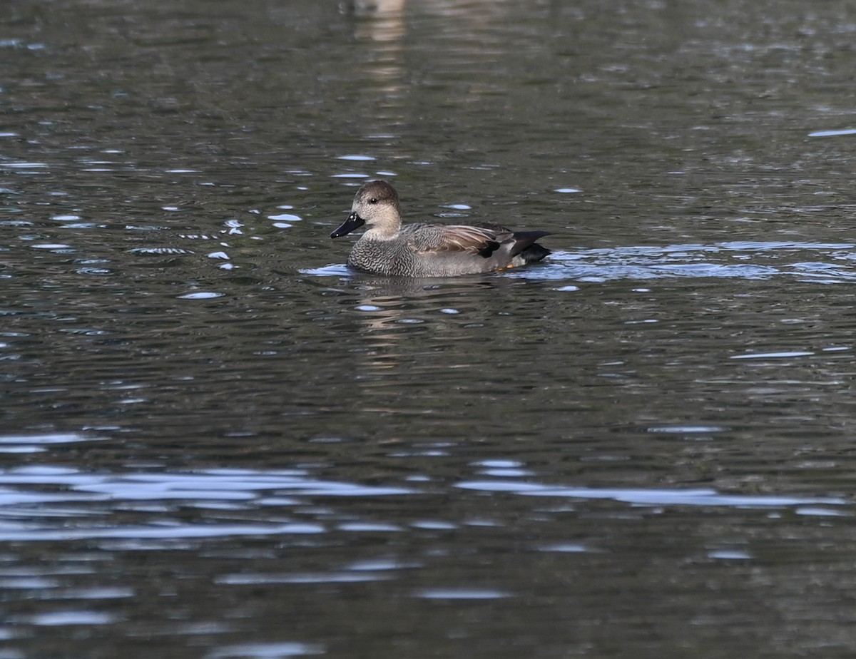 Серая утка - ML646876204