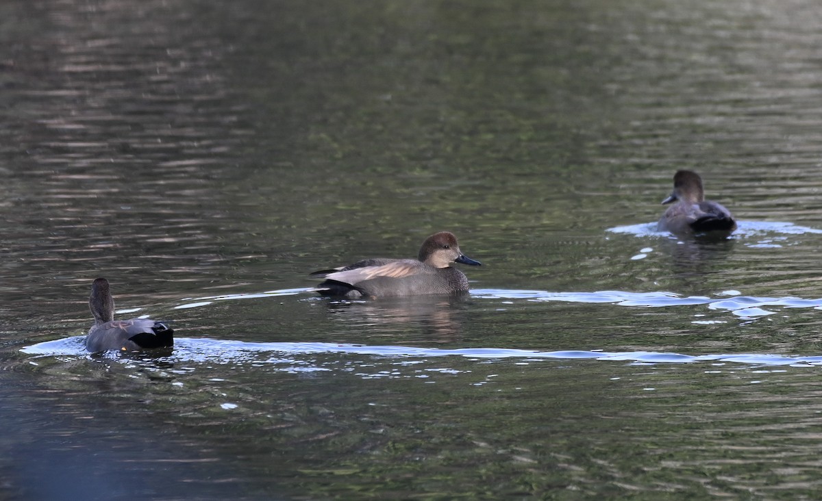 Серая утка - ML646876205