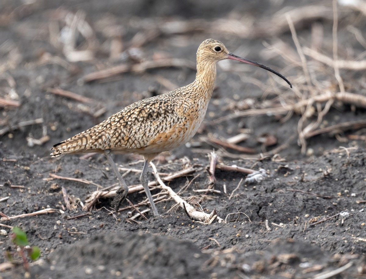 Long-billed Curlew - ML646876206