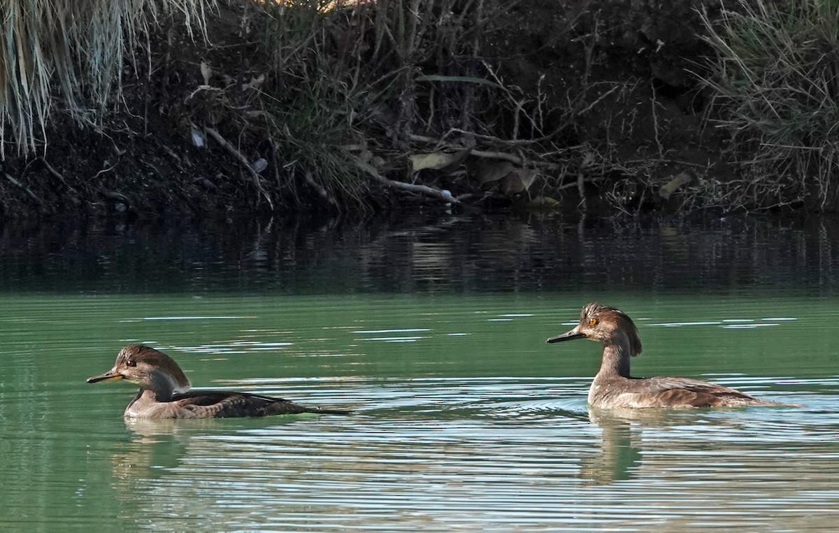 Smergo dal cappuccio - ML646876209