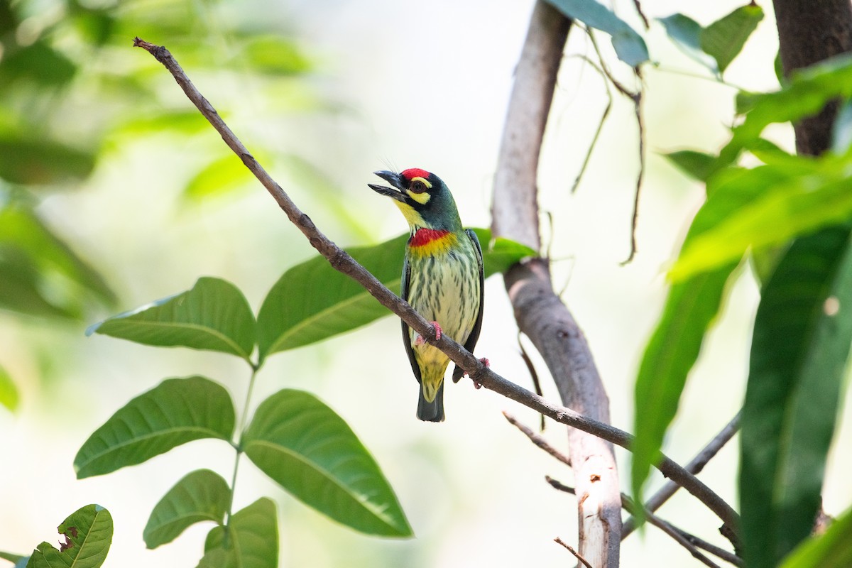 Al Göğüslü Barbet - ML646876211