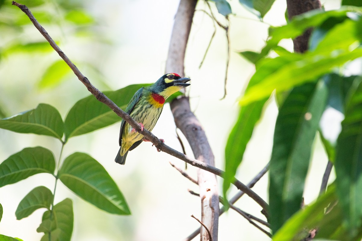 Al Göğüslü Barbet - ML646876212