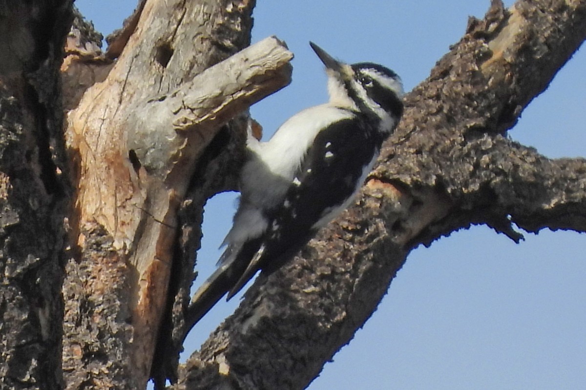 Hairy Woodpecker (Rocky Mts.) - ML646876213