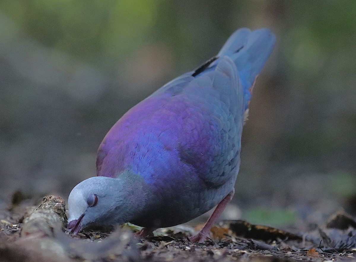 Colombe de Gundlach - ML646876216