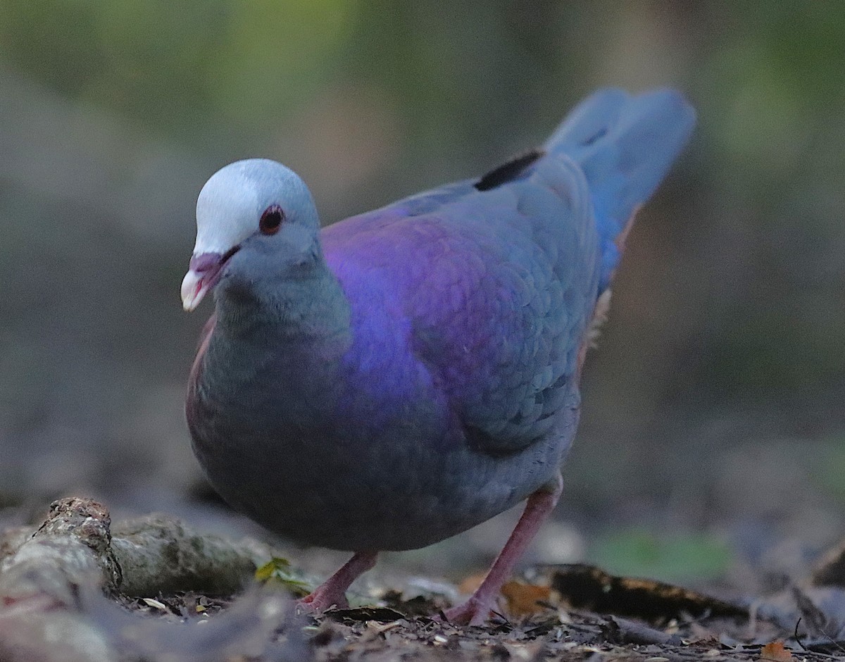 Colombe de Gundlach - ML646876219