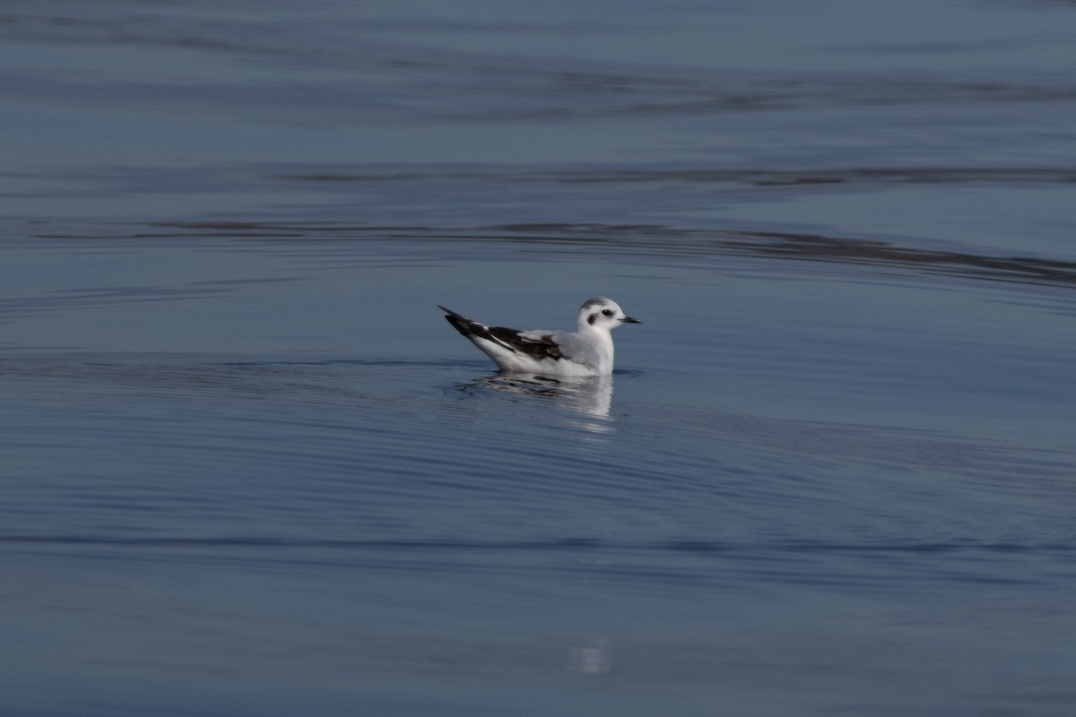 Mouette pygmée - ML646876220