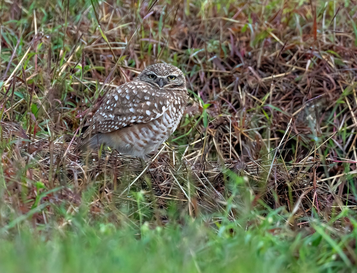 Burrowing Owl - ML646876222