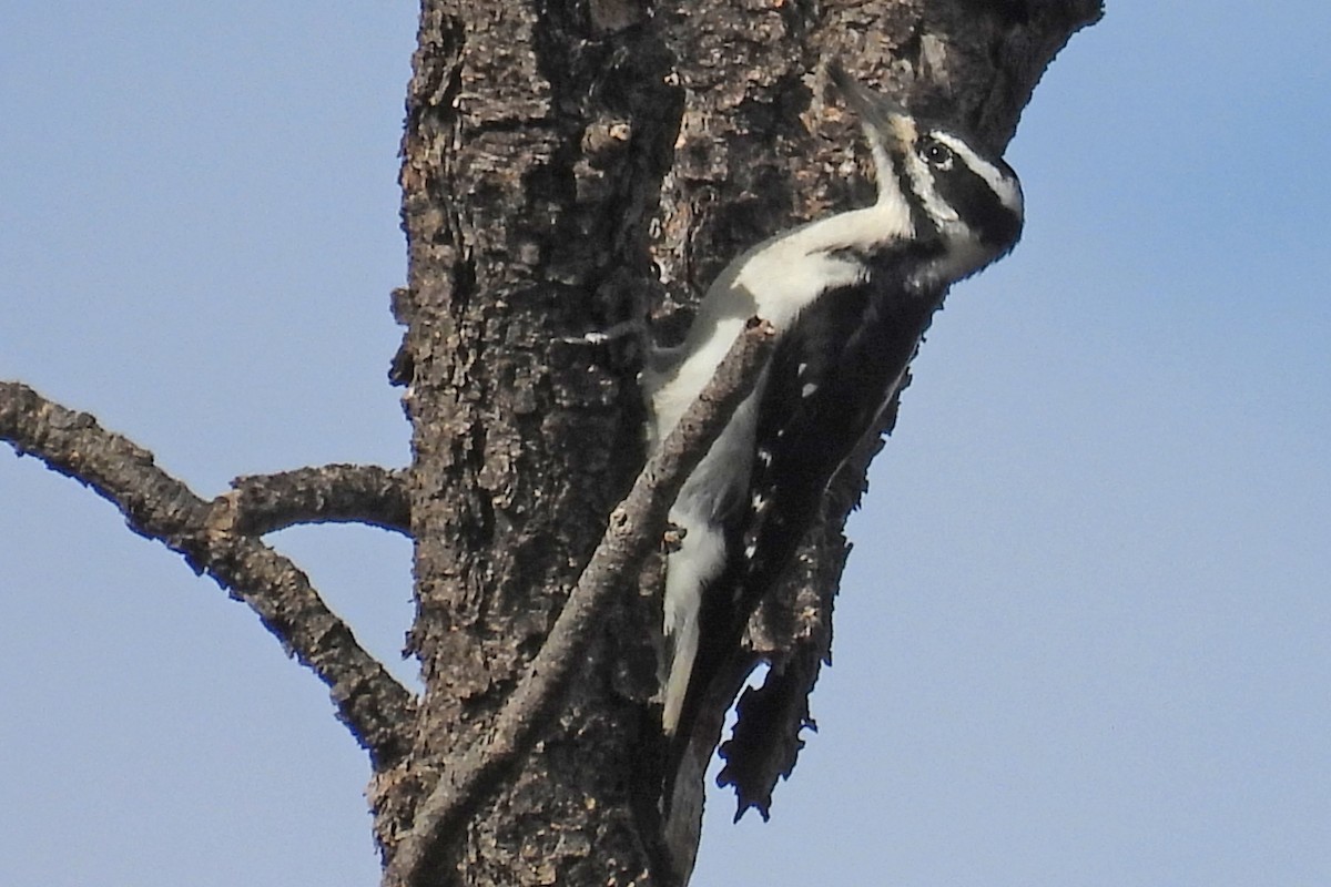 Hairy Woodpecker (Rocky Mts.) - ML646876223