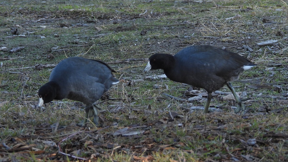 Лиска американська - ML646876225