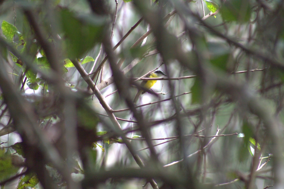 Lesser Kiskadee - ML646876226