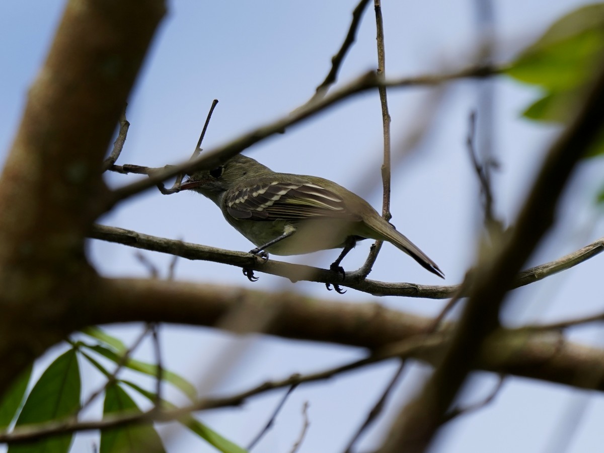 Élénie à bec court - ML646876227