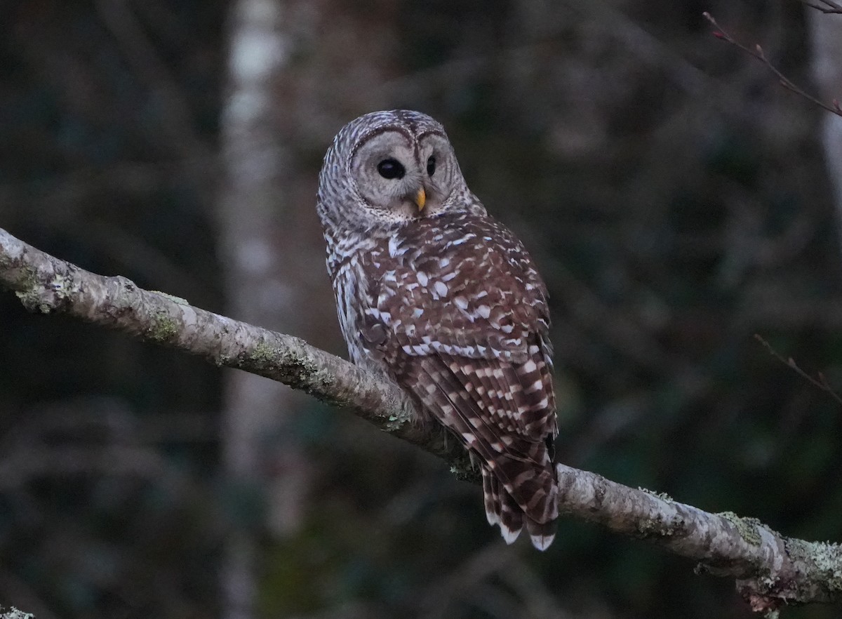 Barred Owl - ML646876230