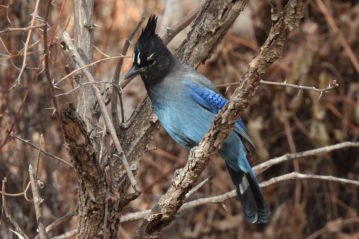 Steller's Jay (Southwest Interior) - ML646876236
