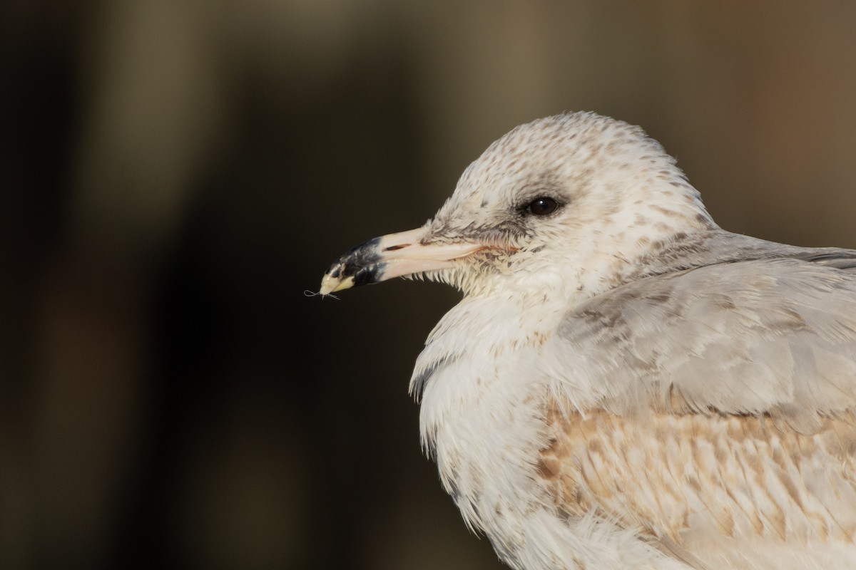 Ring-billed Gull - ML646876239