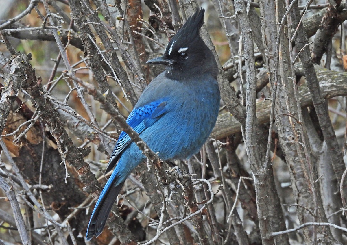 Steller's Jay (Southwest Interior) - ML646876240