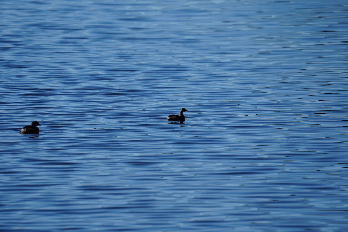 Пестроклювая поганка - ML646876242