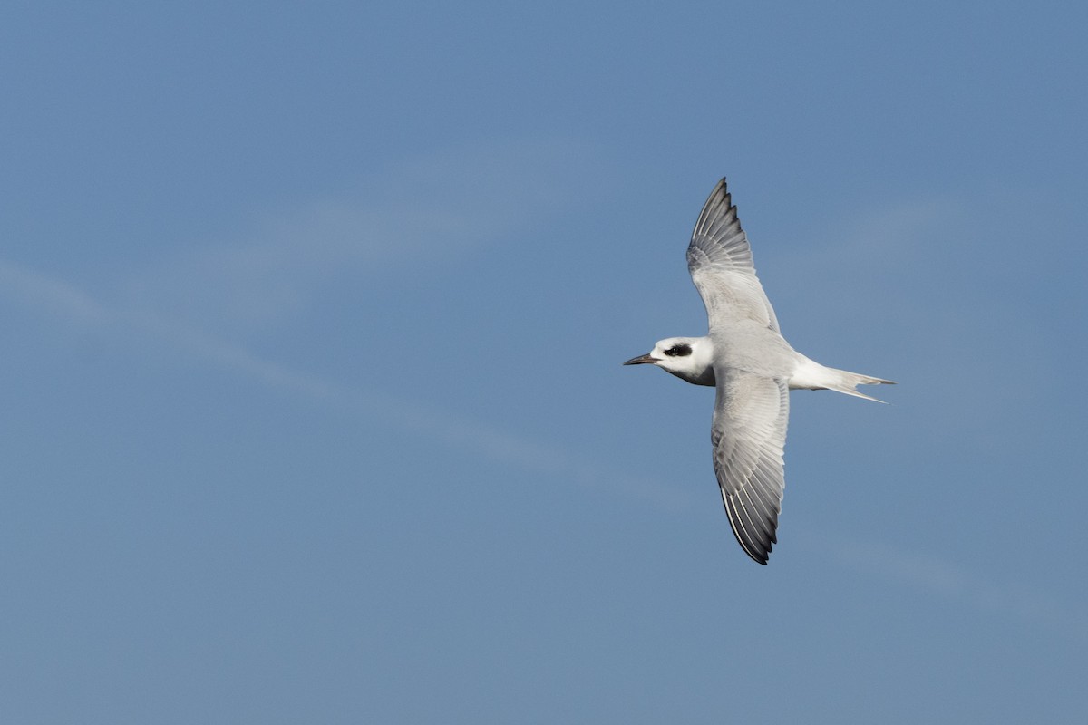 Forster's Tern - ML646876244