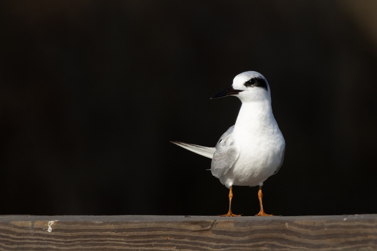 Forster's Tern - ML646876245