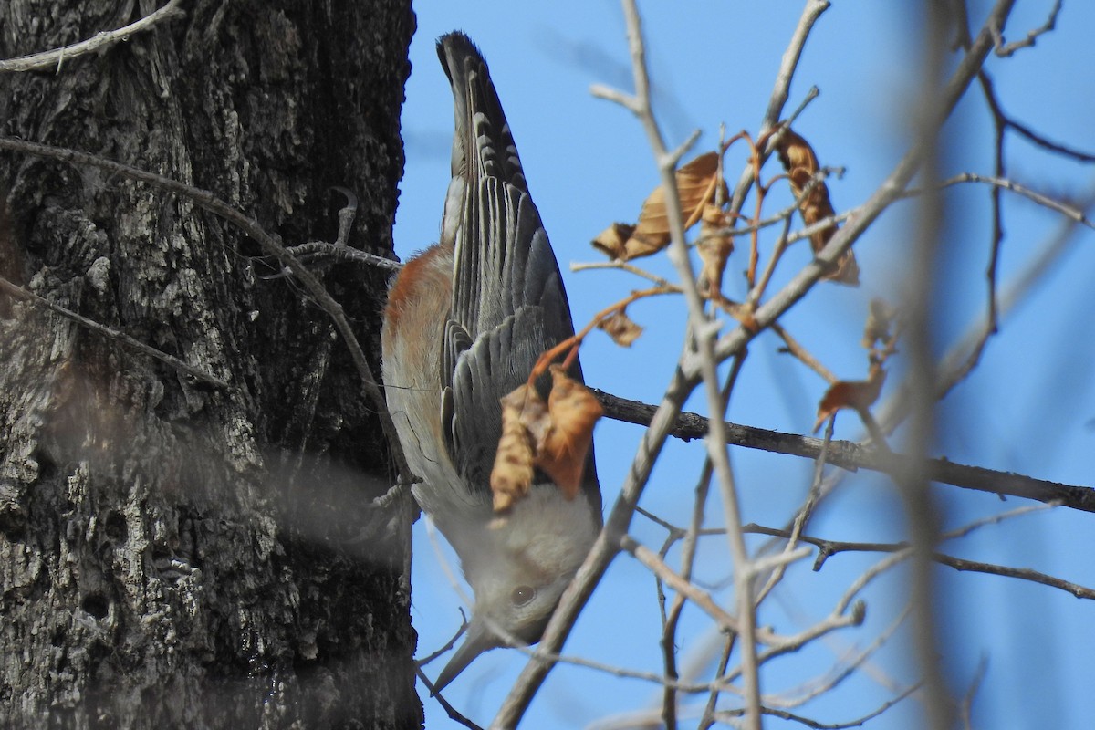 hvitbrystspettmeis - ML646876249