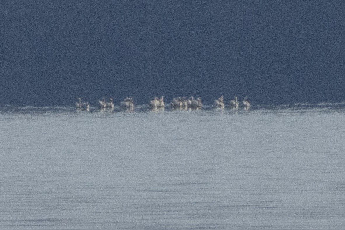 American White Pelican - ML646876250