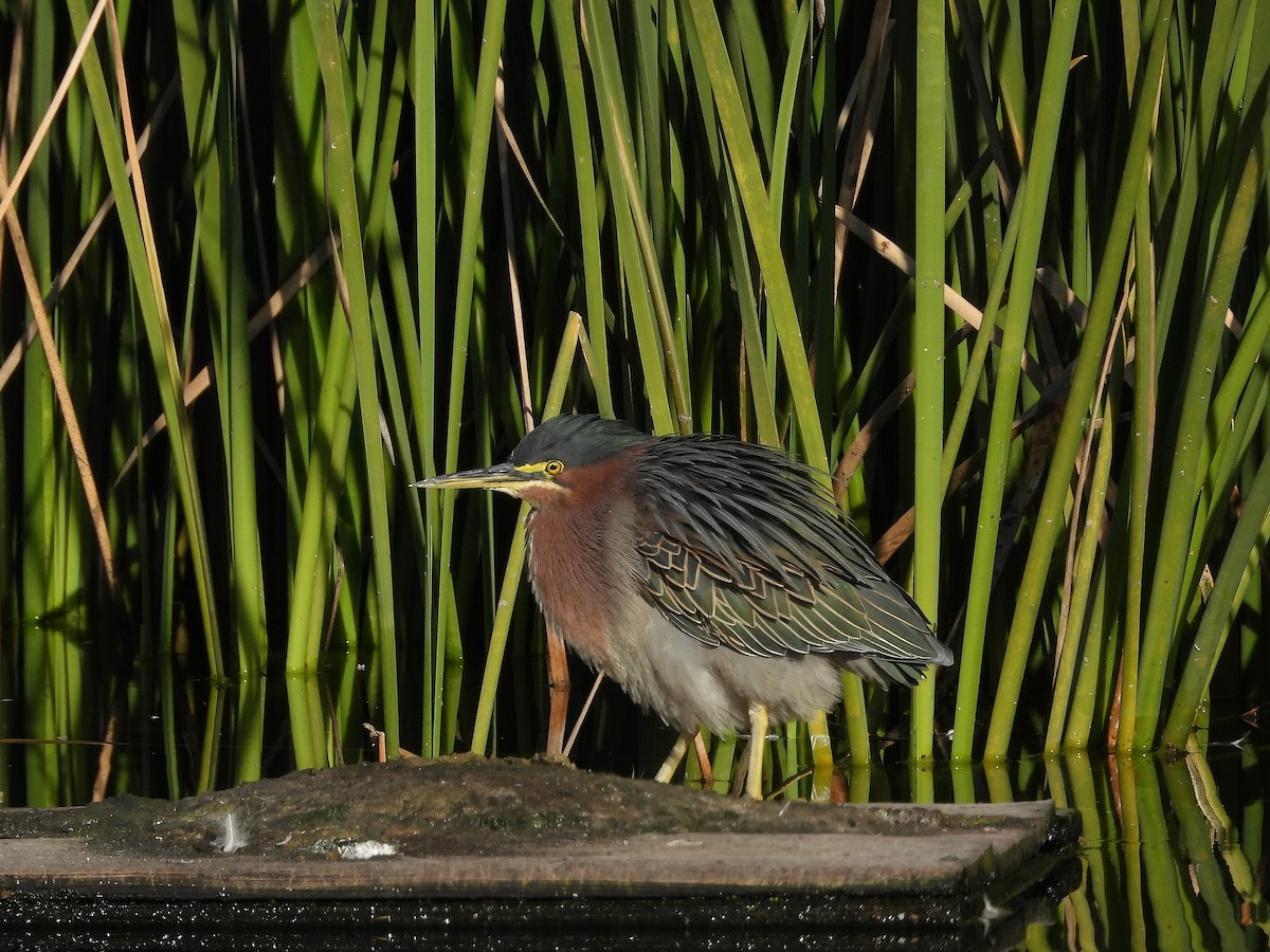 Yeşil Balıkçıl - ML646876251