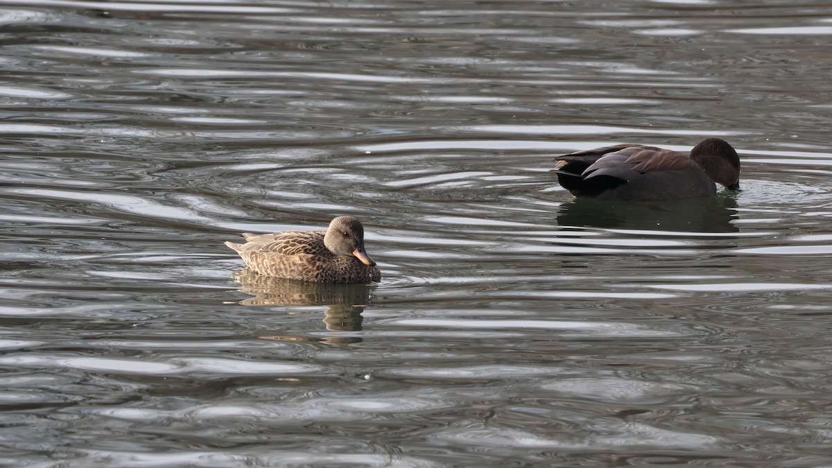 Серая утка - ML646876256