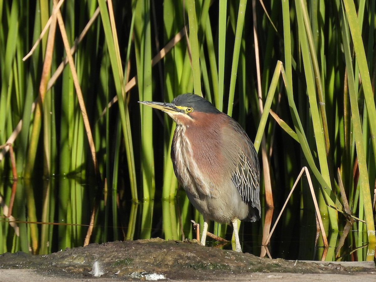 Yeşil Balıkçıl - ML646876257