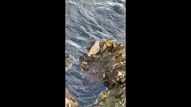 pisík americký - ML646876258