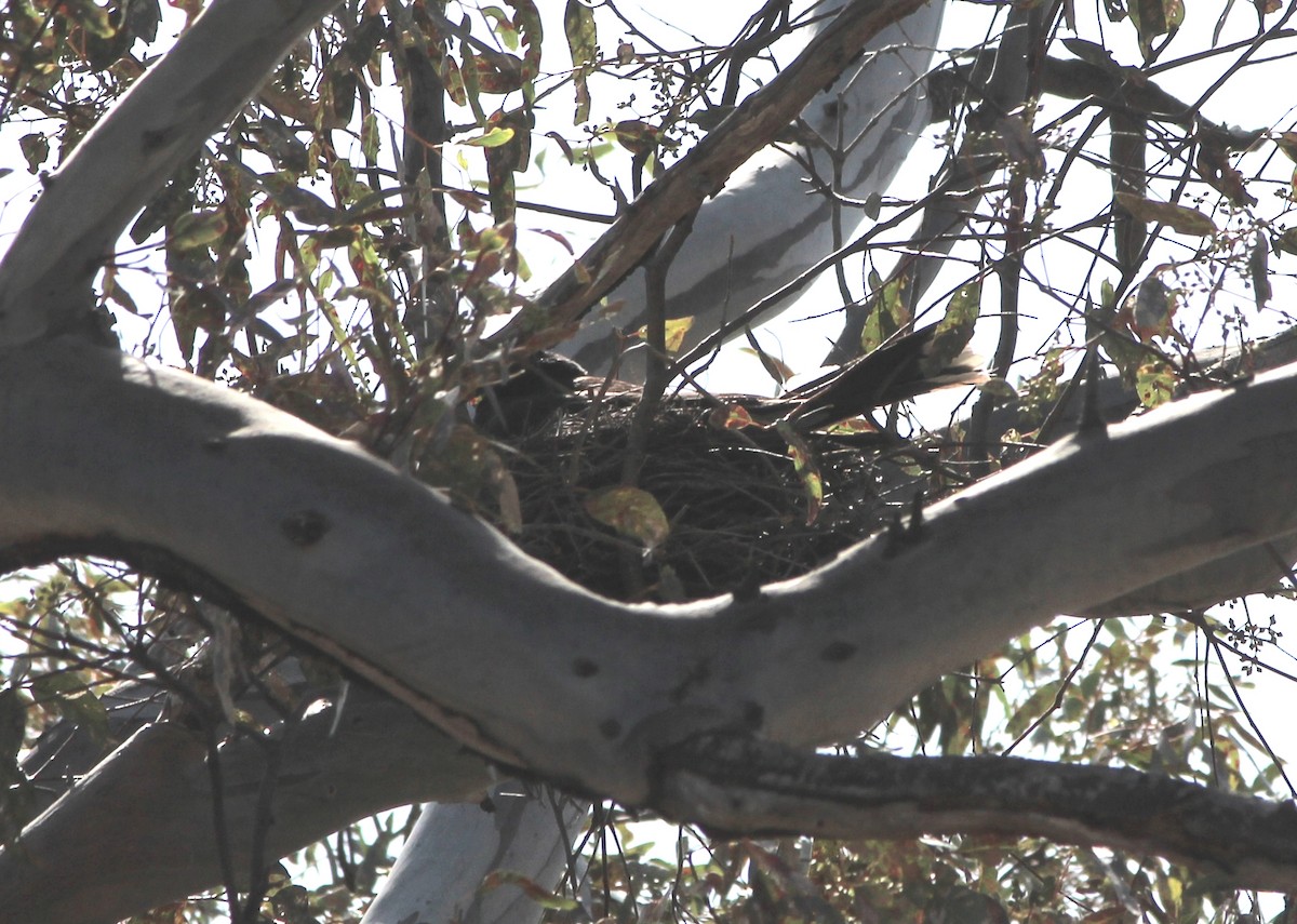 flétňák stračí - ML646876260