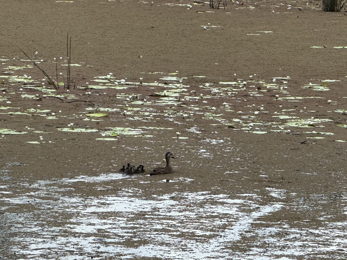 Augenbrauenente - ML646876261