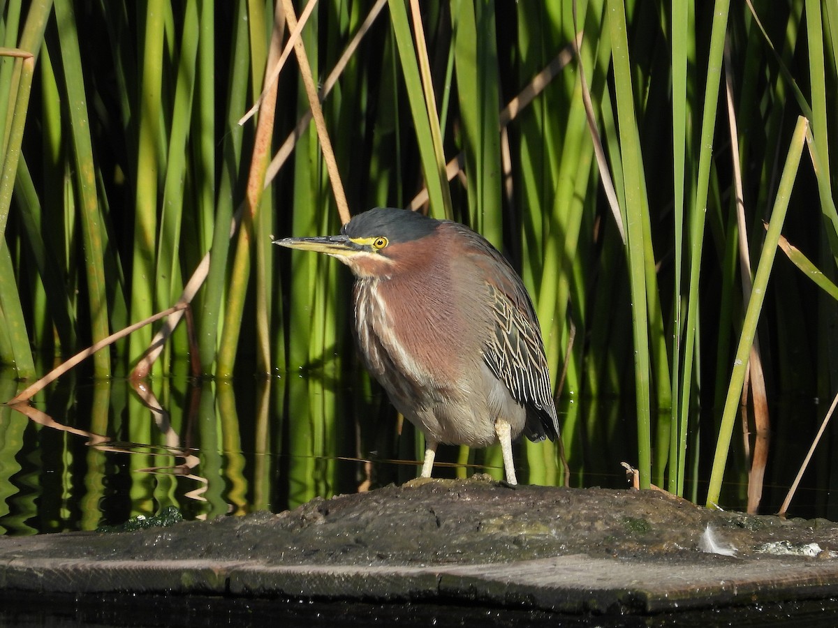 Yeşil Balıkçıl - ML646876262