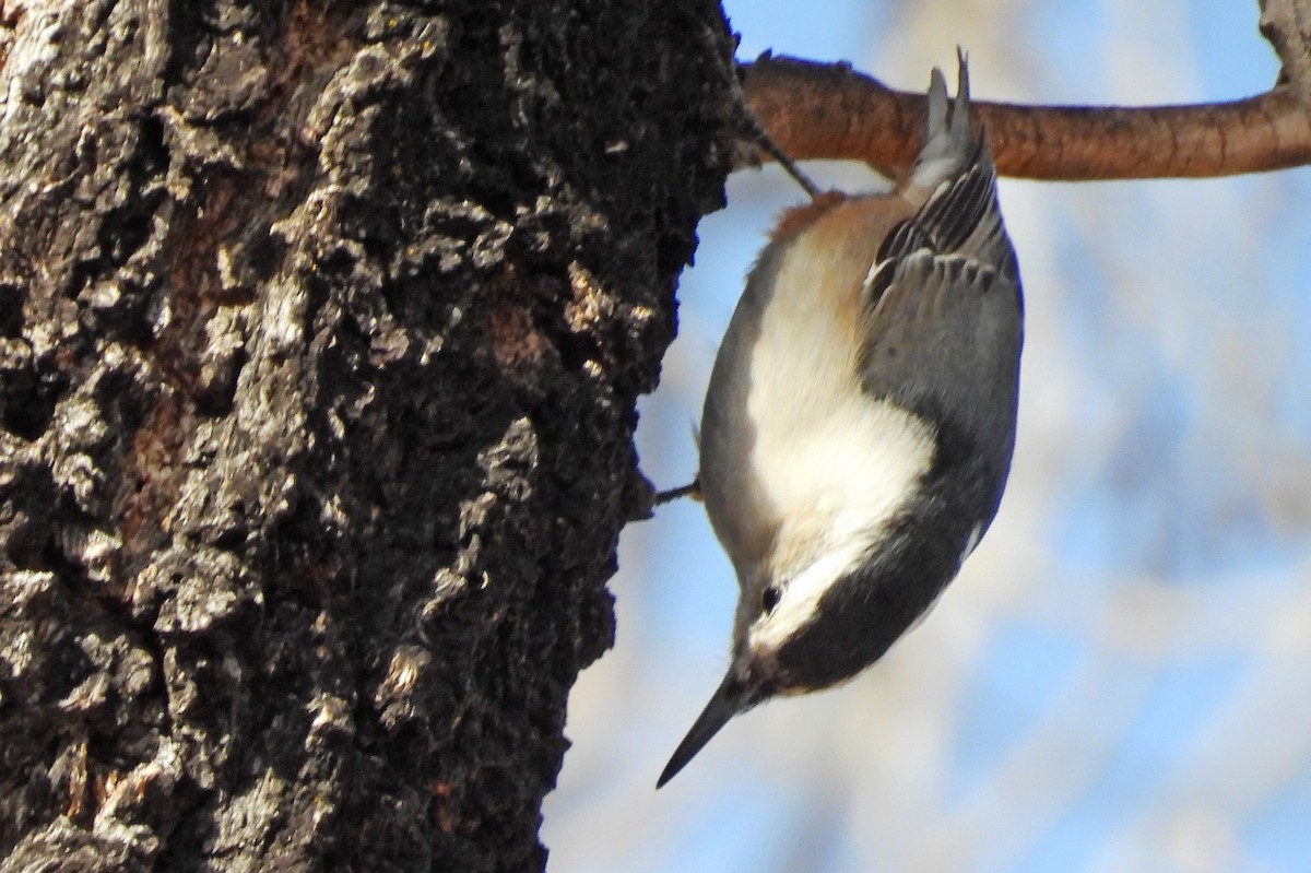 hvitbrystspettmeis - ML646876264