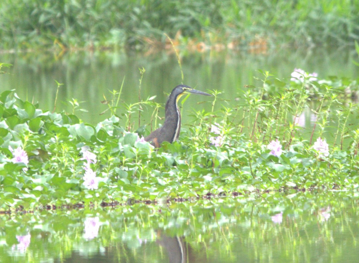 Bare-throated Tiger-Heron - ML646876265