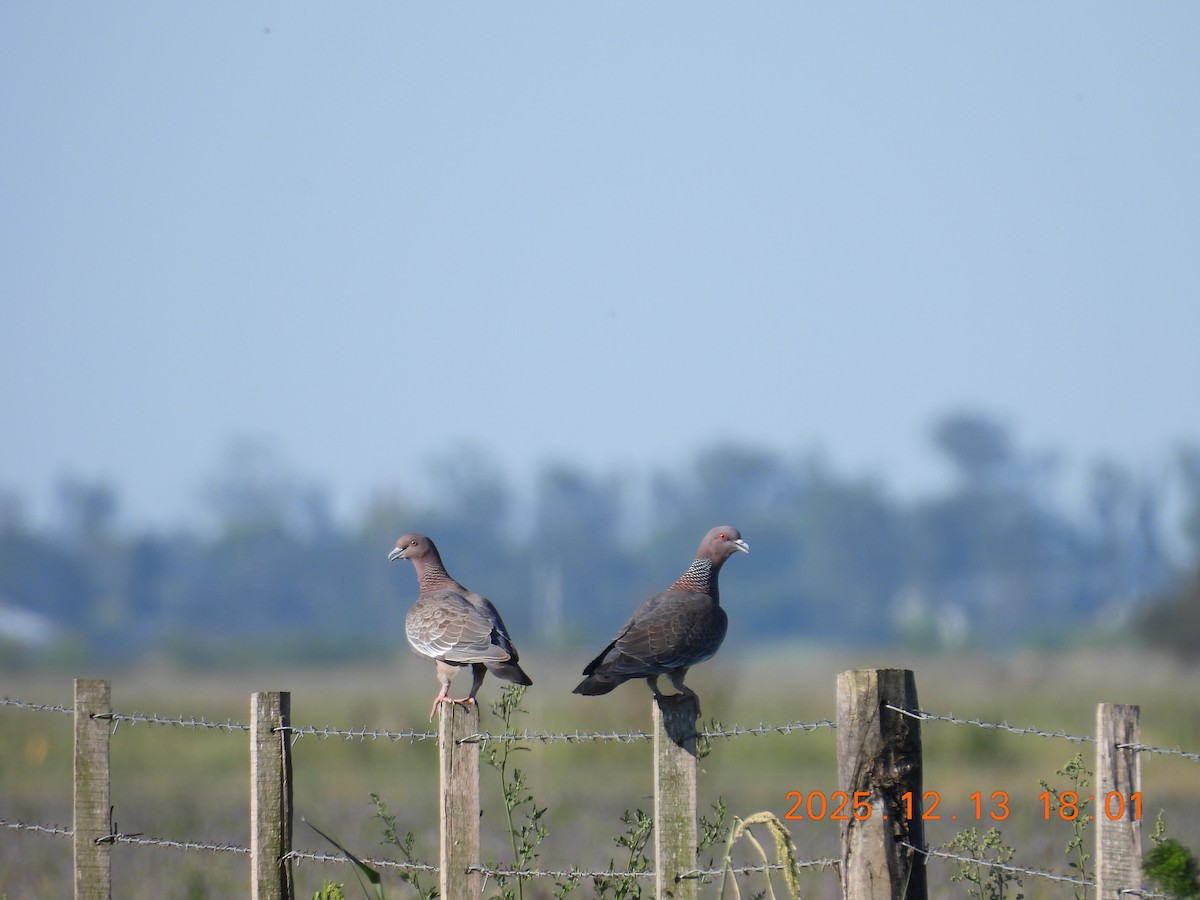 Picazuro Pigeon - ML646876267