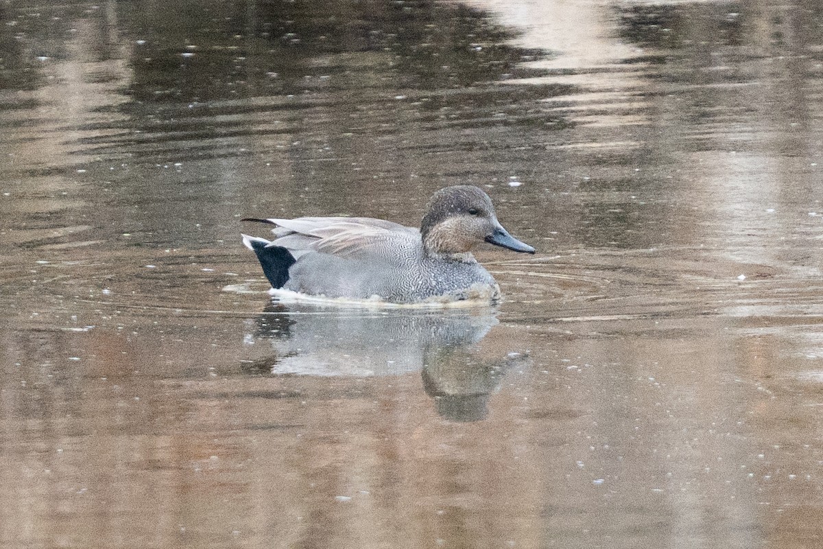 Серая утка - ML646876268