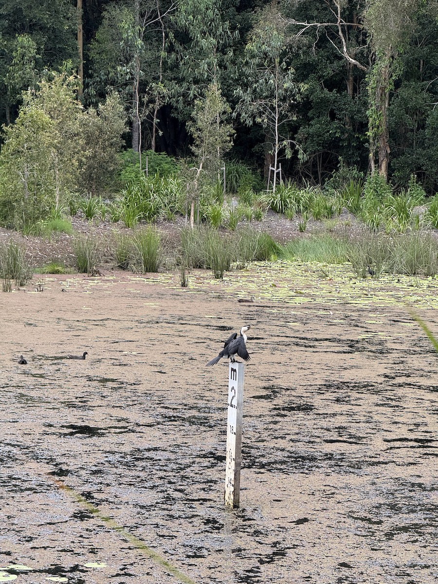 Little Pied Cormorant - ML646876269