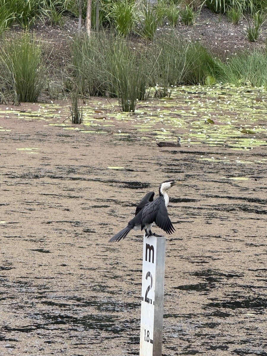 Little Pied Cormorant - ML646876270