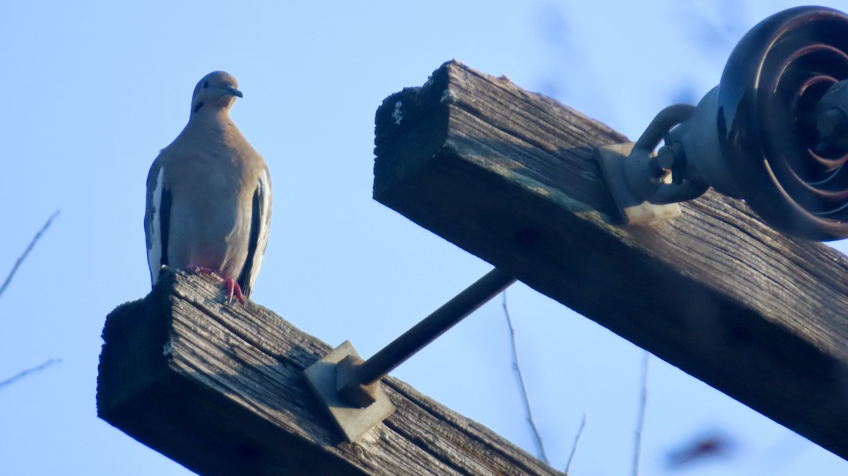 White-winged Dove - ML646876271