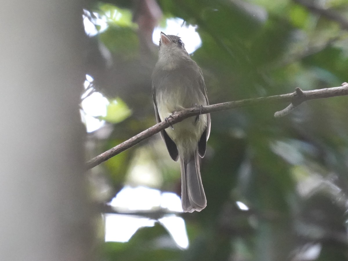 Euler's Flycatcher - ML646876272