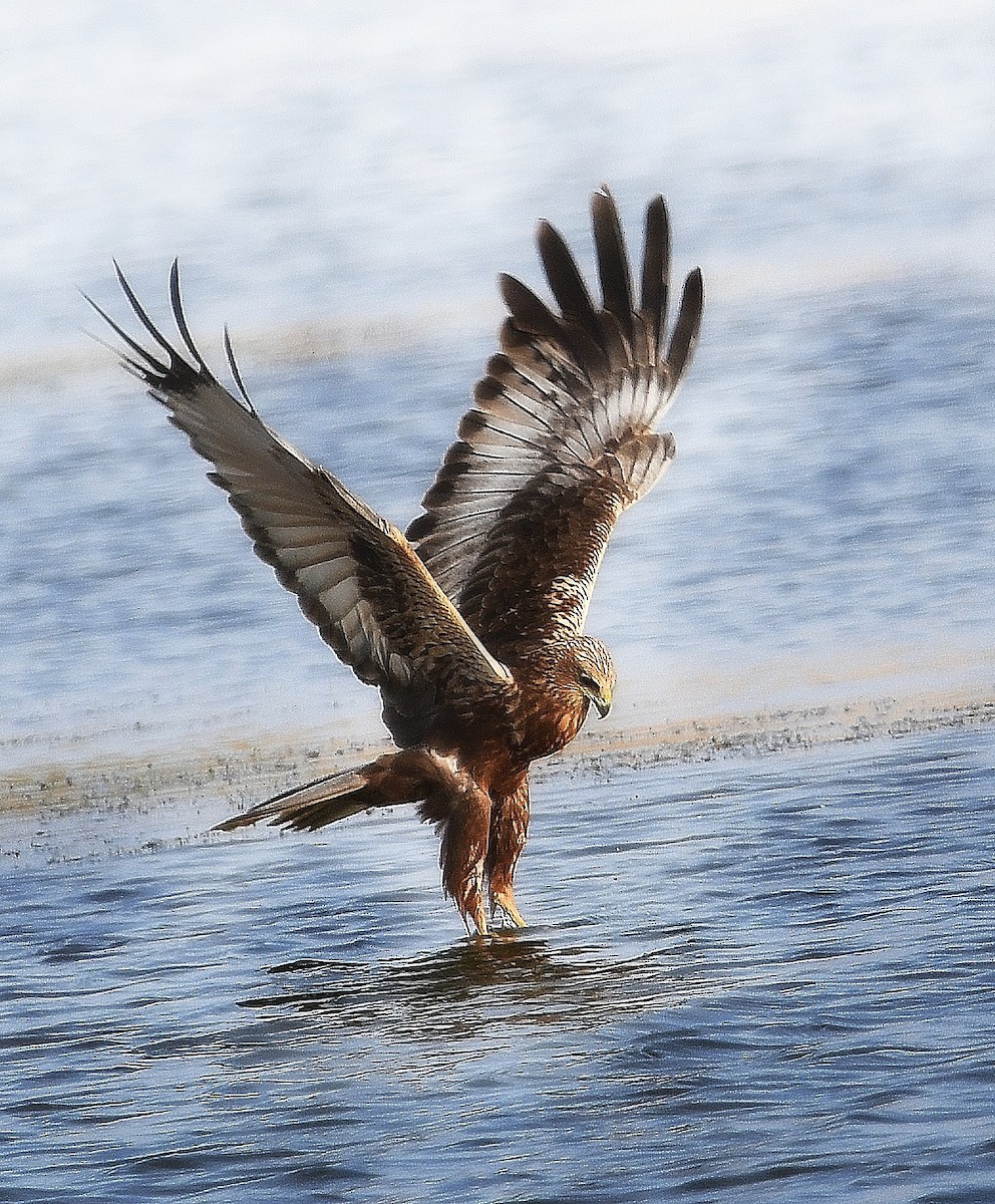 ヨーロッパチュウヒ - ML646876273