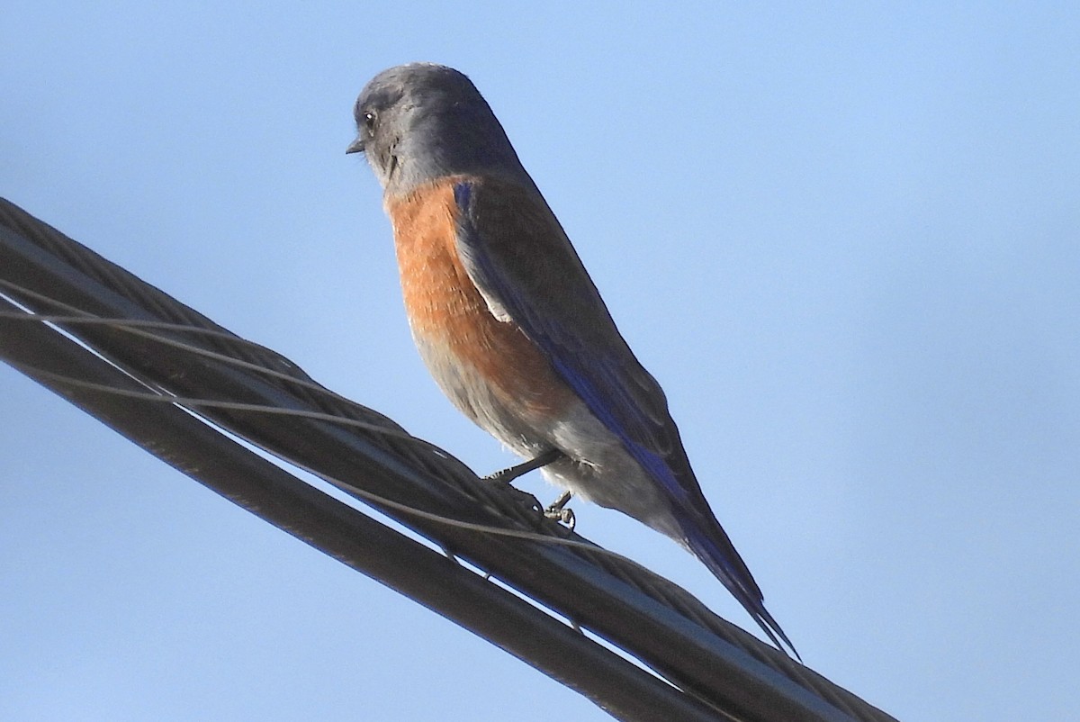 vestblåfugl - ML646876275