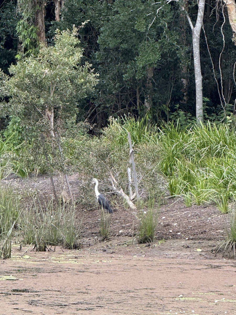 Pacific Heron - ML646876278