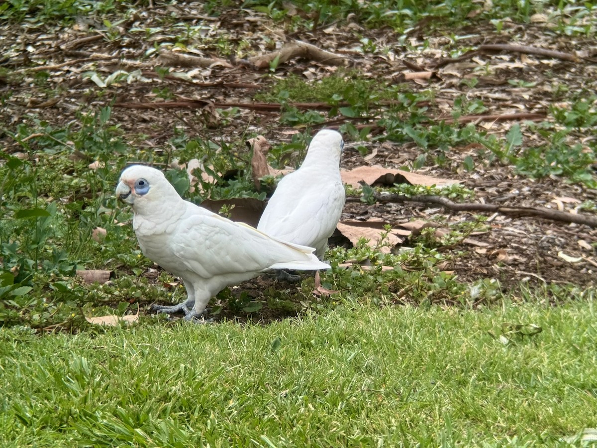 Little Corella - ML646876279