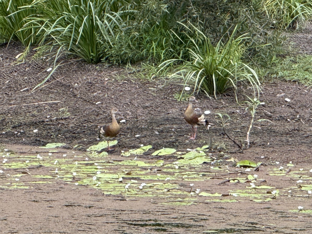 Plumed Whistling-Duck - ML646876284